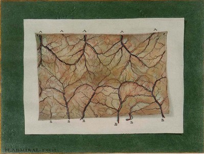 1162
          <br/>
          Dissertatio de arteriis et venis intestinorum hominis.
          <br/>
          <em></em>